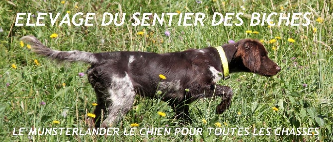 Du Sentier Des Biches - LOUNA DU SENTIER DES BICHES