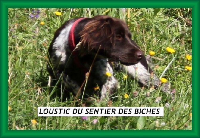 Du Sentier Des Biches - LOUSTIC DU SENTIER DES BICHES