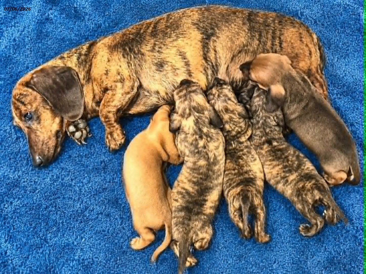 ILO et ses bébés