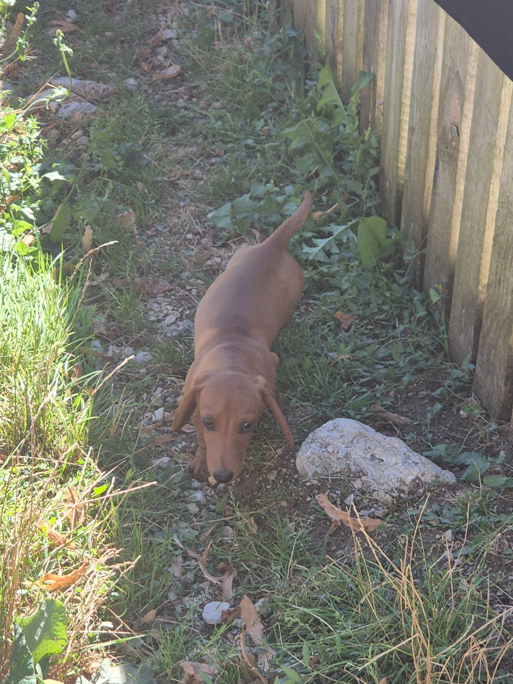 Deux chiots disponibles