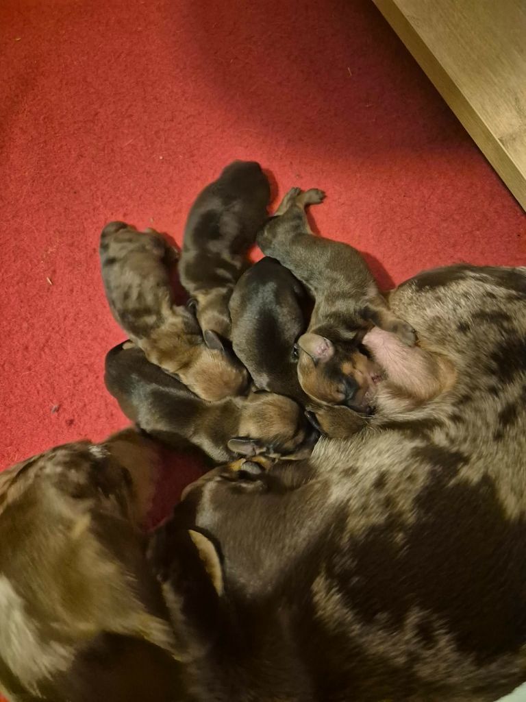 Du Sentier Des Biches - Chiots disponibles - Teckel poil ras