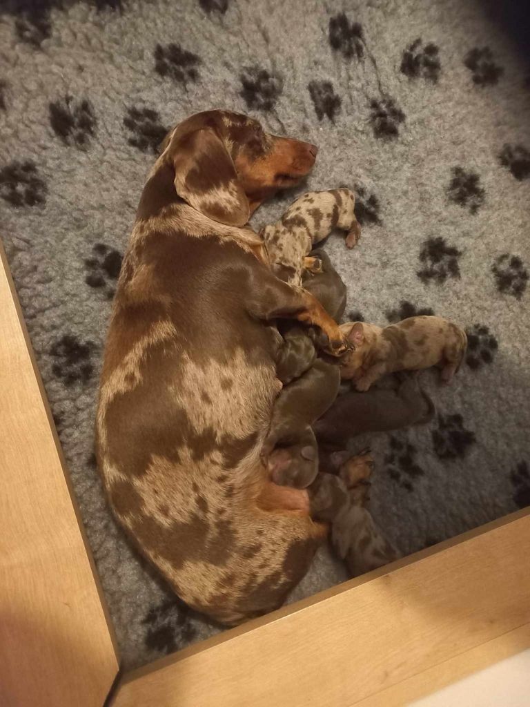 Du Sentier Des Biches - Chiots disponibles - Teckel poil ras