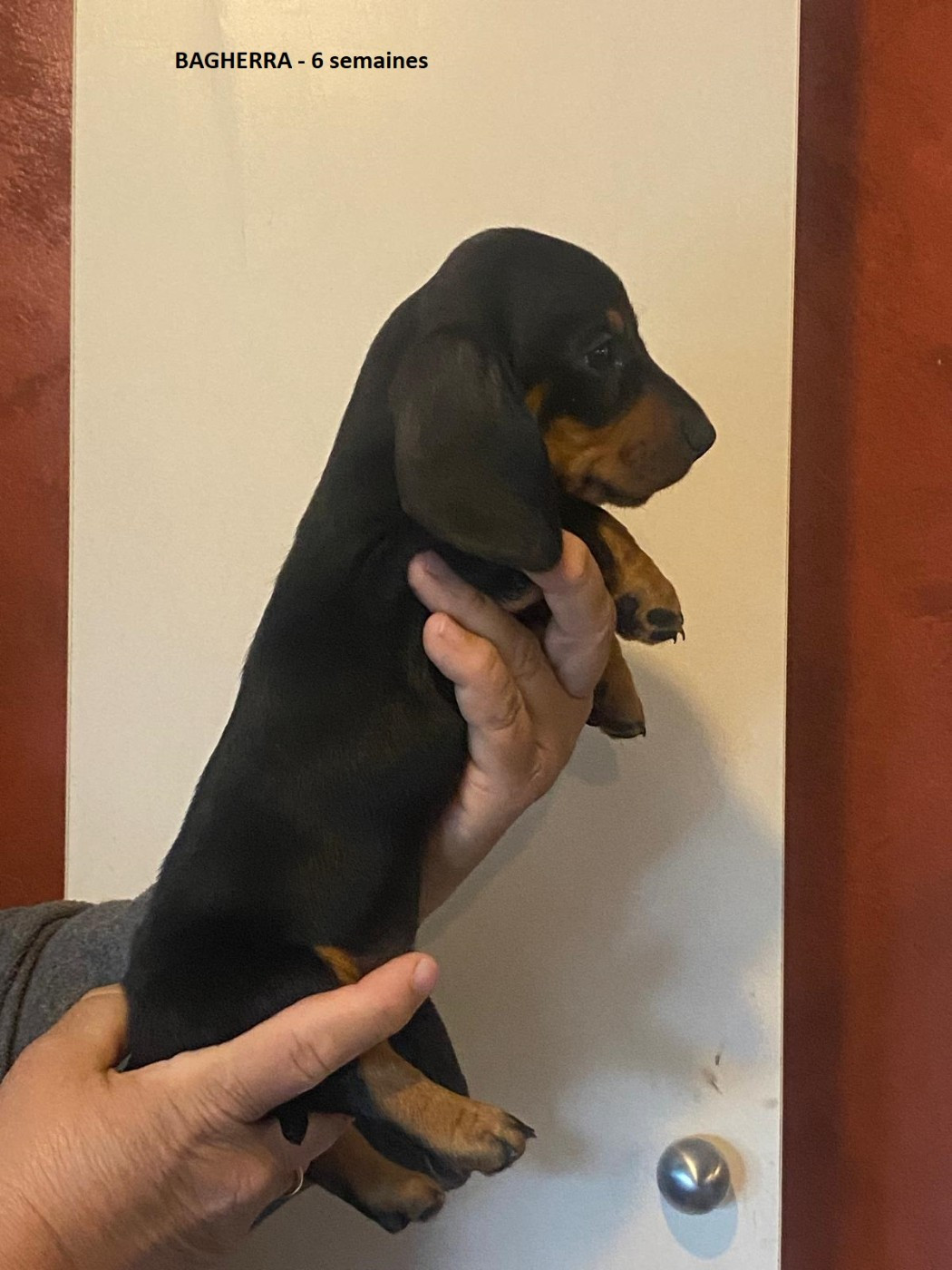 Du Sentier Des Biches - Chiots disponibles - Teckel poil ras
