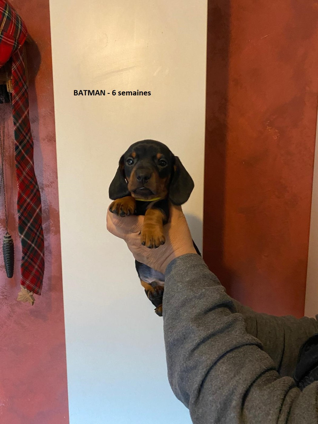 Du Sentier Des Biches - Chiots disponibles - Teckel poil ras