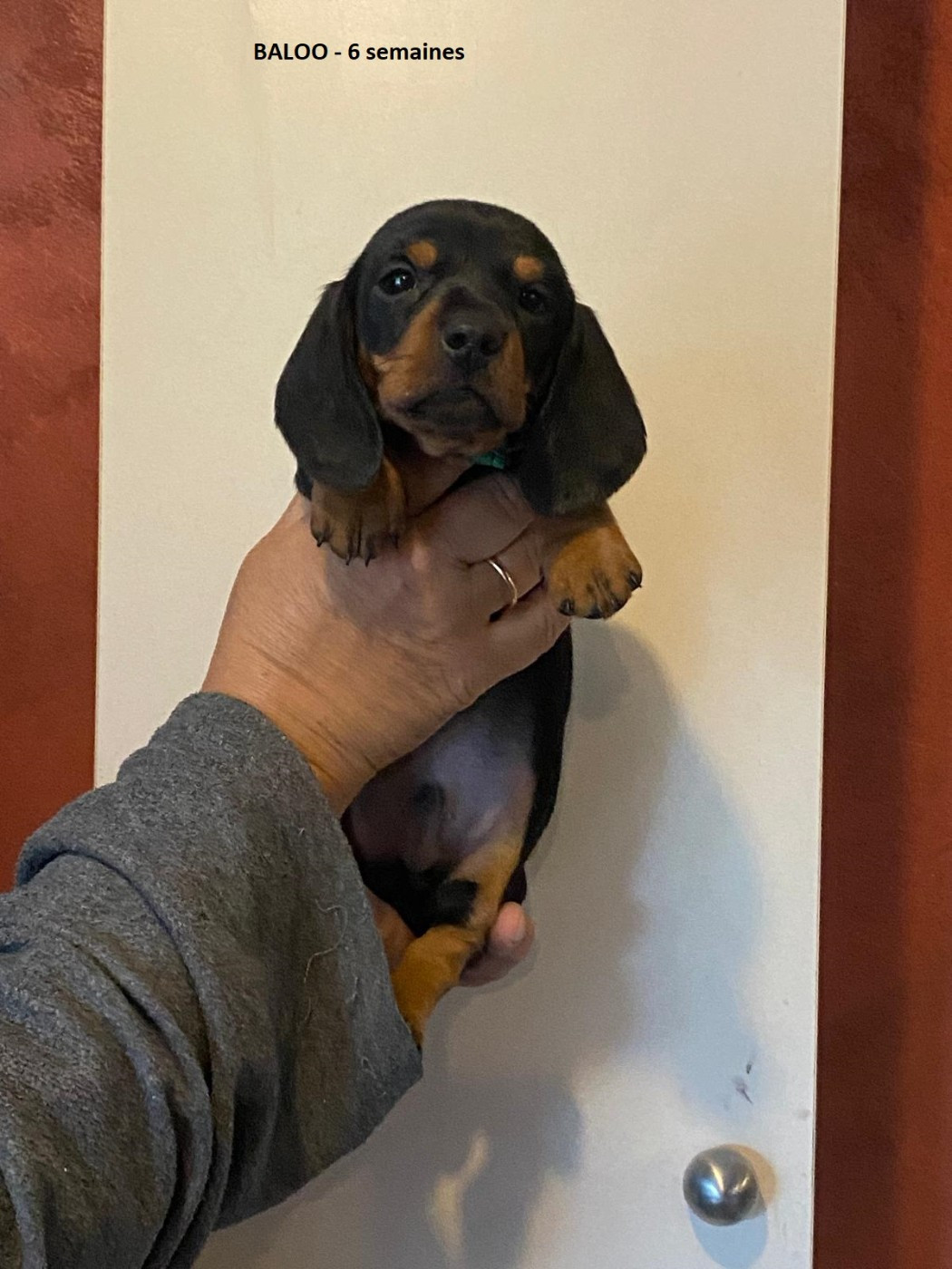 Du Sentier Des Biches - Chiots disponibles - Teckel poil ras