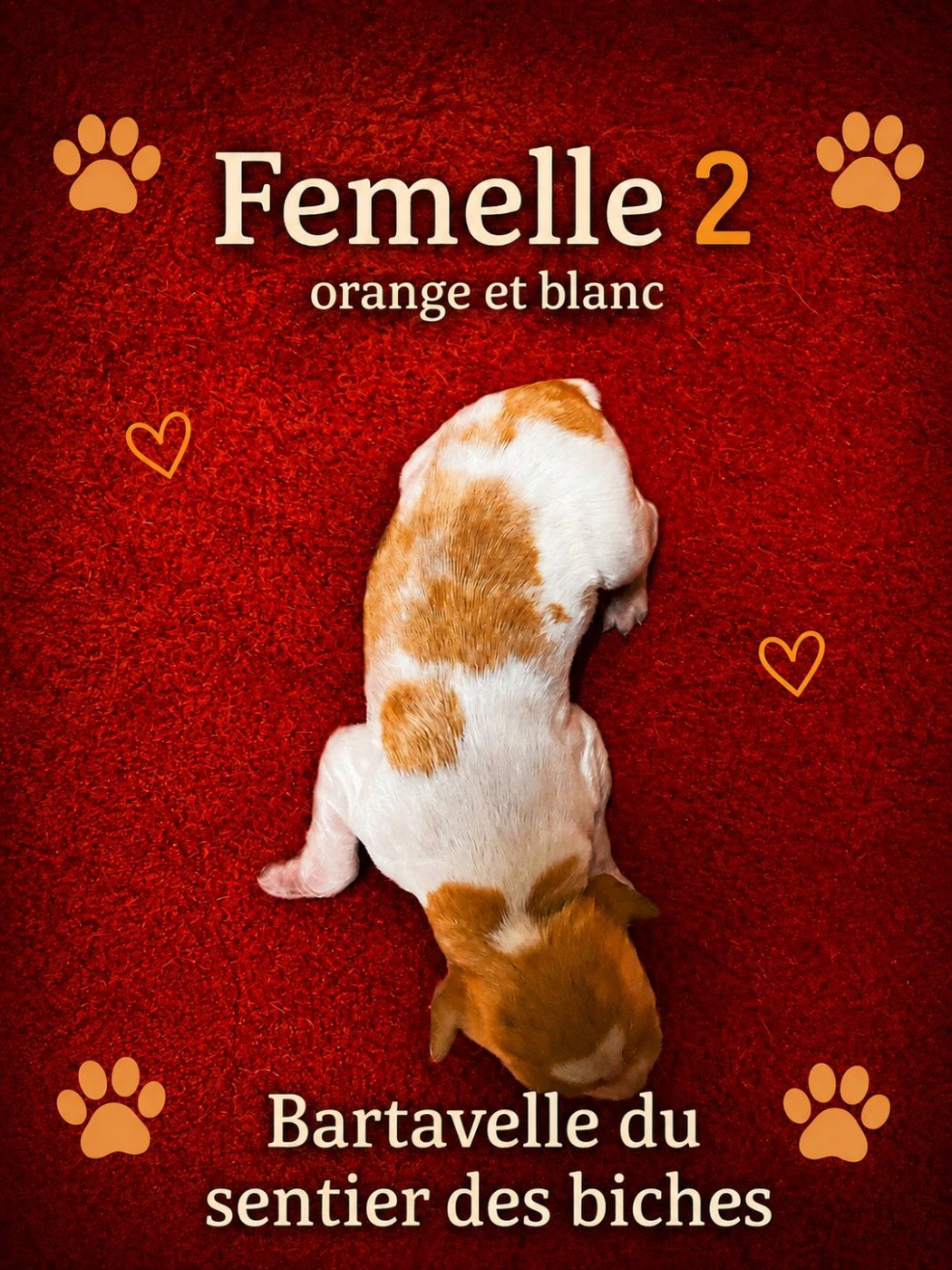 Du Sentier Des Biches - Chiots disponibles - Epagneul Breton