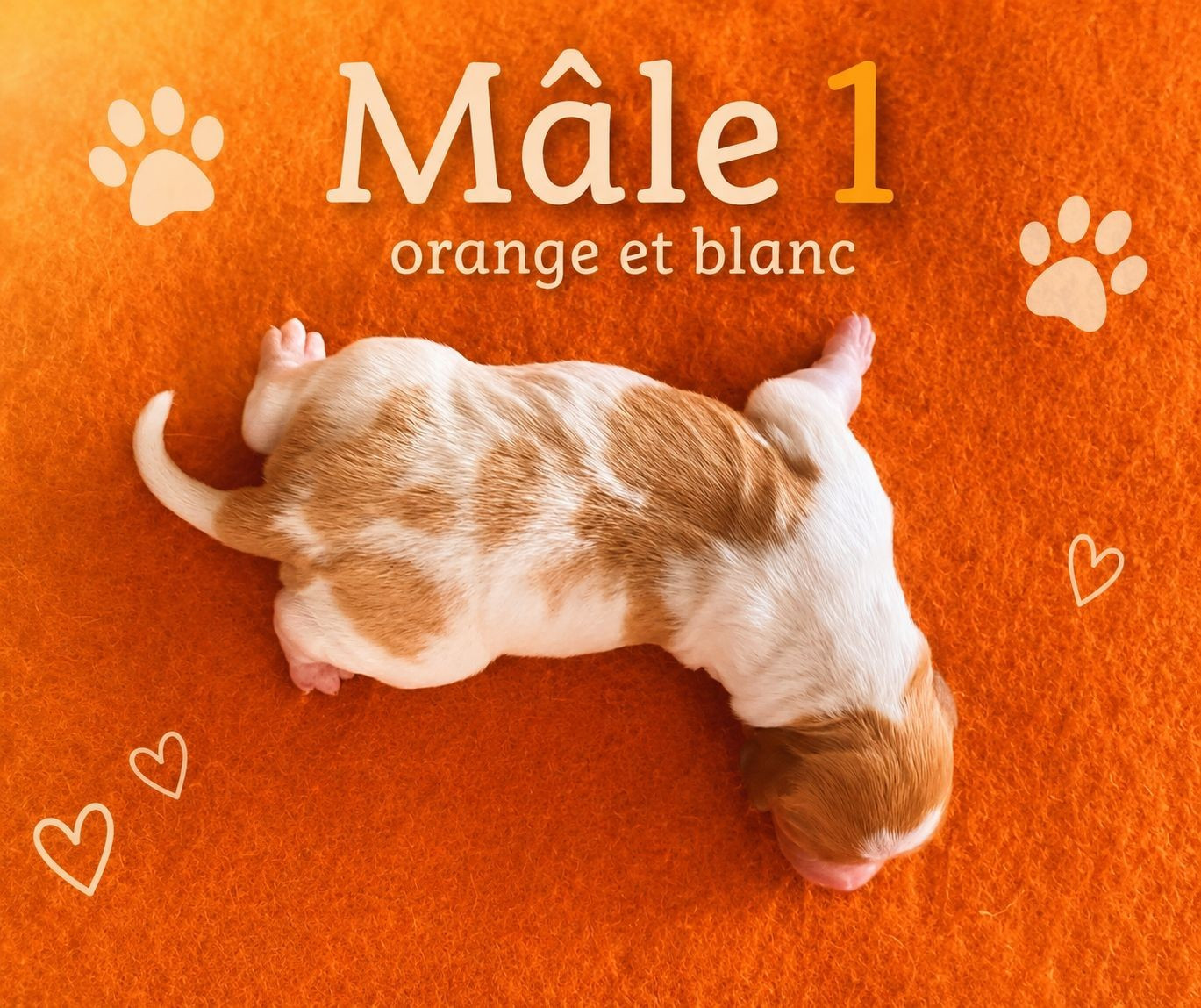 Du Sentier Des Biches - Chiots disponibles - Epagneul Breton