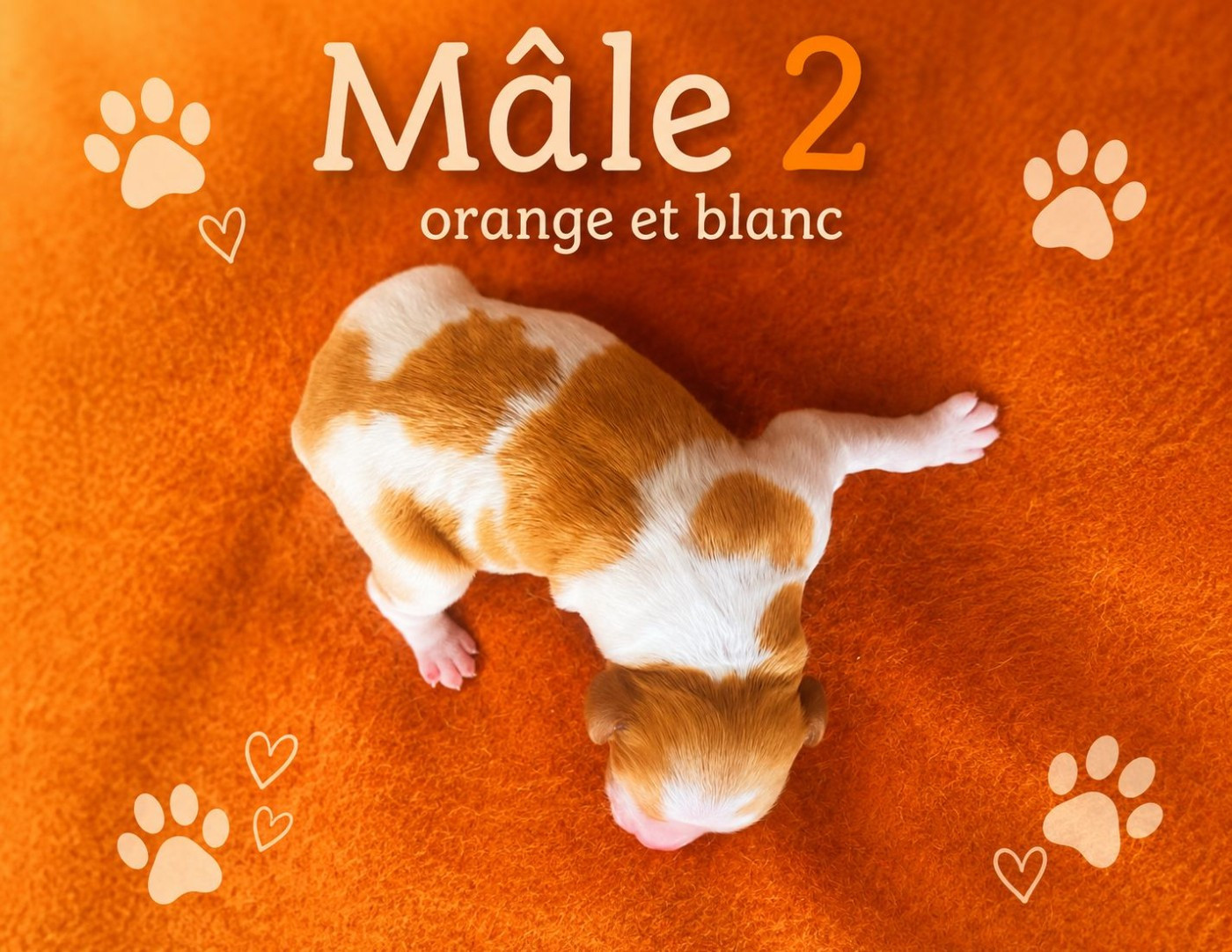 Du Sentier Des Biches - Chiots disponibles - Epagneul Breton