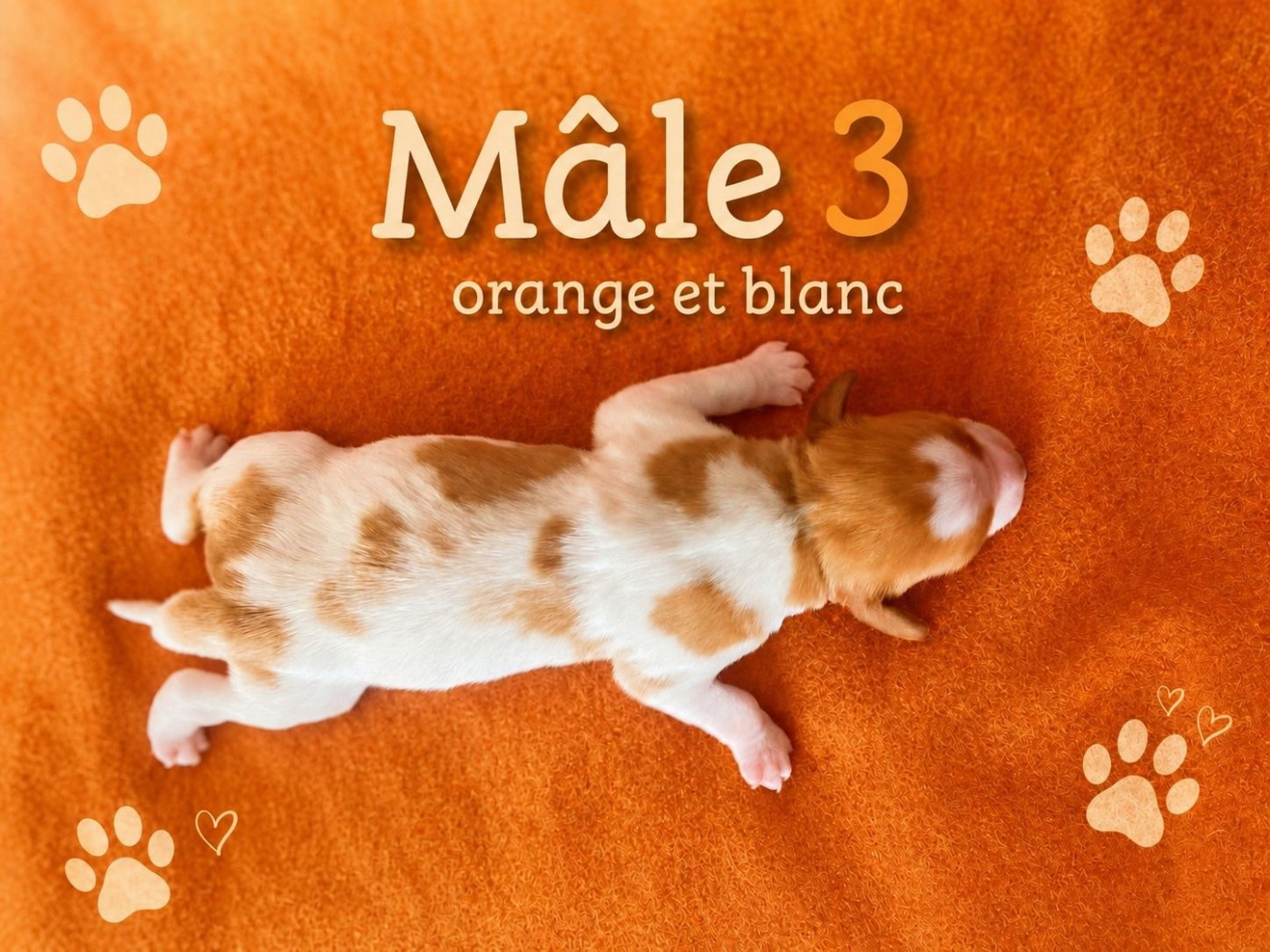 Du Sentier Des Biches - Chiots disponibles - Epagneul Breton