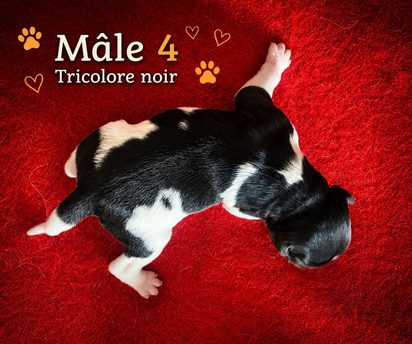 Du Sentier Des Biches - Chiots disponibles - Epagneul Breton