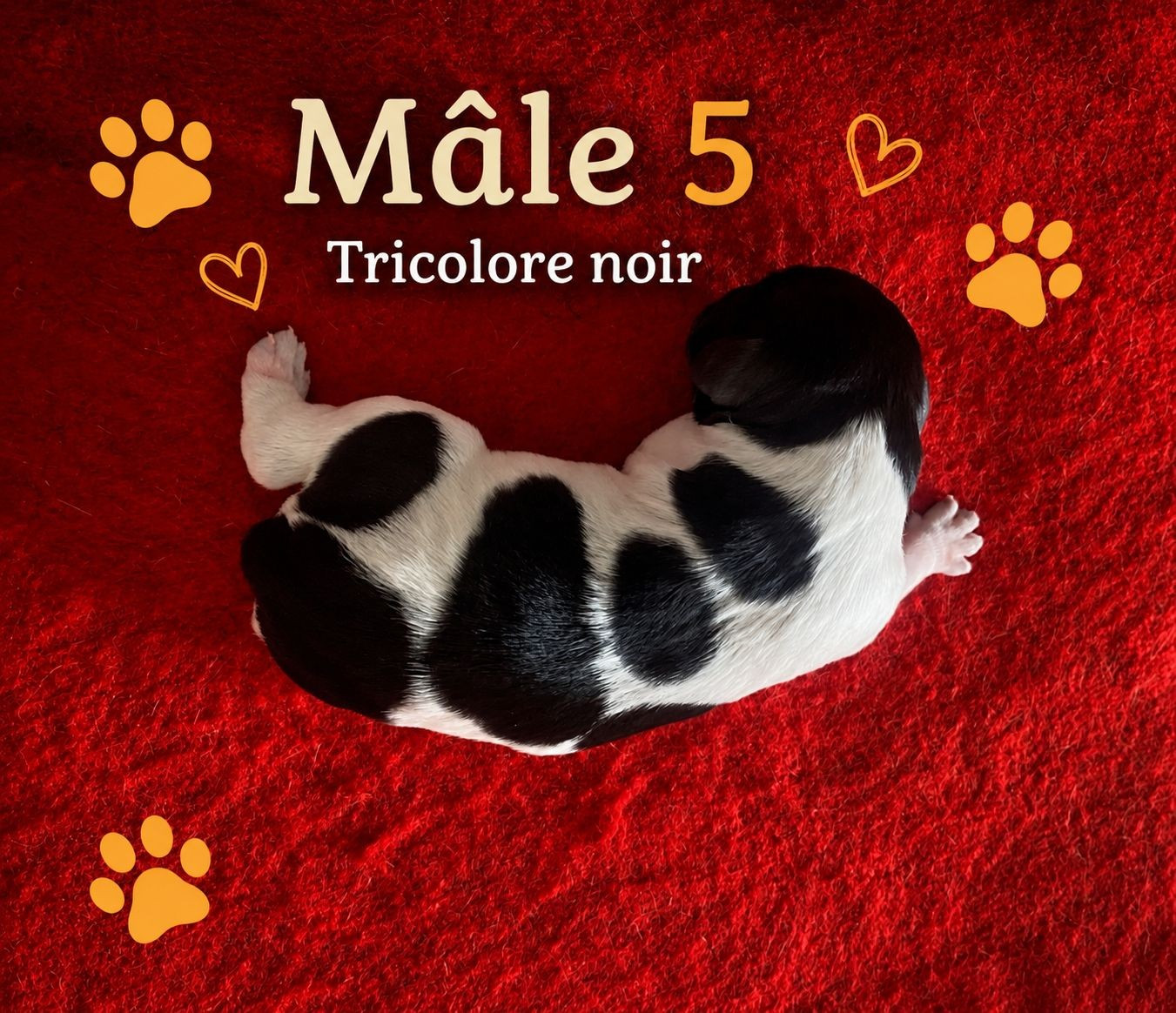 Du Sentier Des Biches - Chiots disponibles - Epagneul Breton