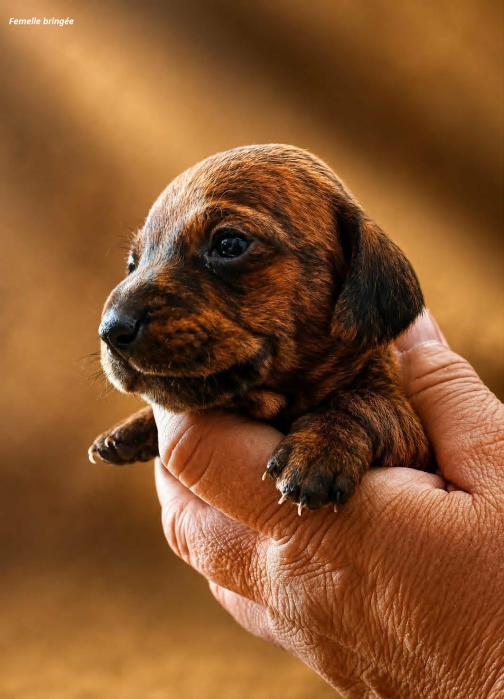 Du Sentier Des Biches - Chiots disponibles - Teckel poil ras