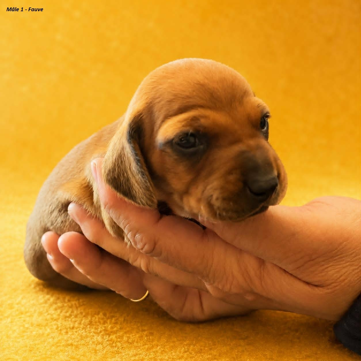 Du Sentier Des Biches - Chiots disponibles - Teckel poil ras