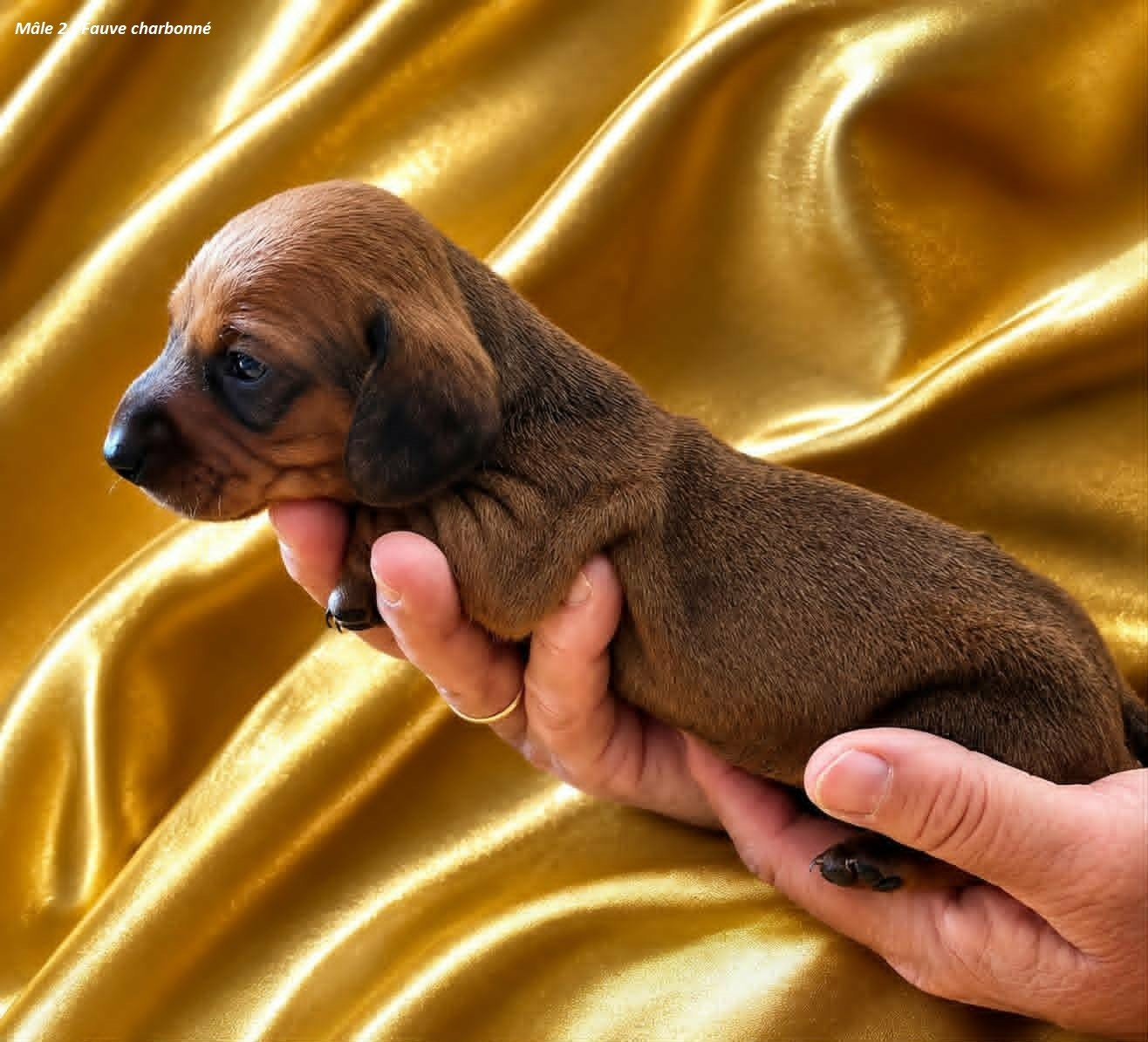Du Sentier Des Biches - Chiots disponibles - Teckel poil ras