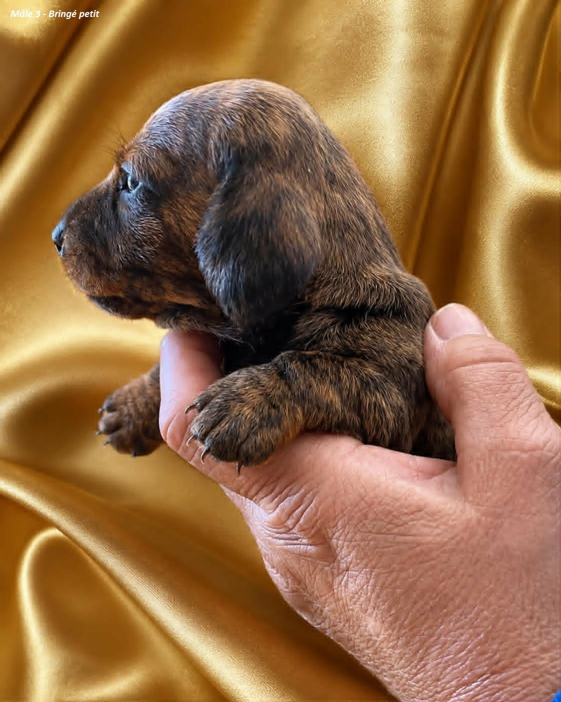 Du Sentier Des Biches - Chiots disponibles - Teckel poil ras
