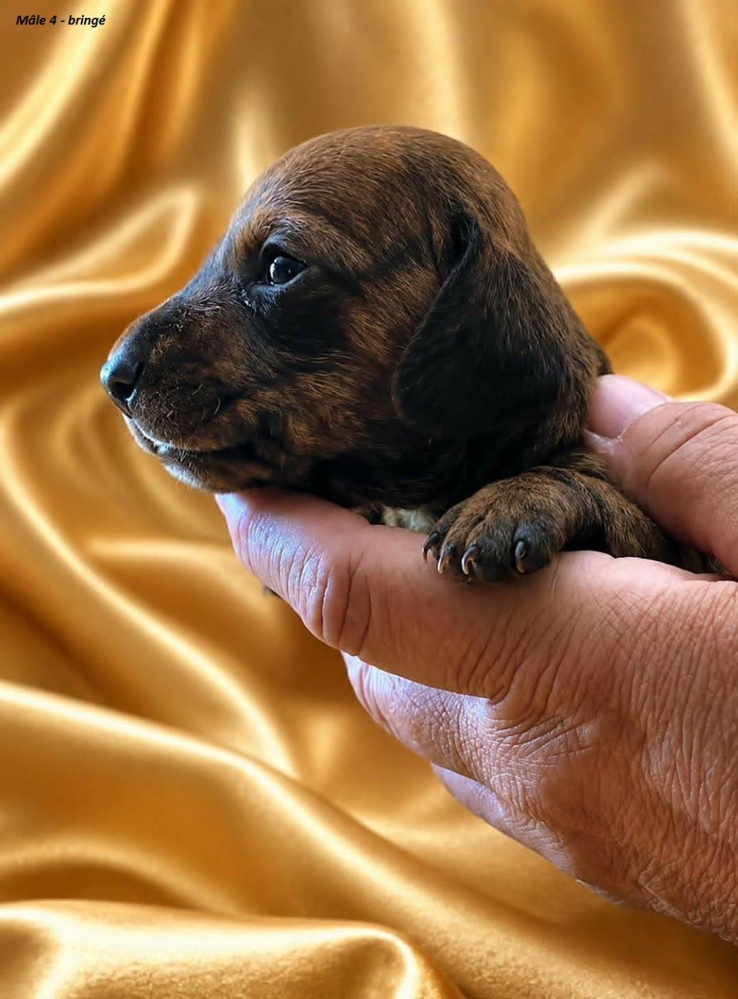 Du Sentier Des Biches - Chiots disponibles - Teckel poil ras