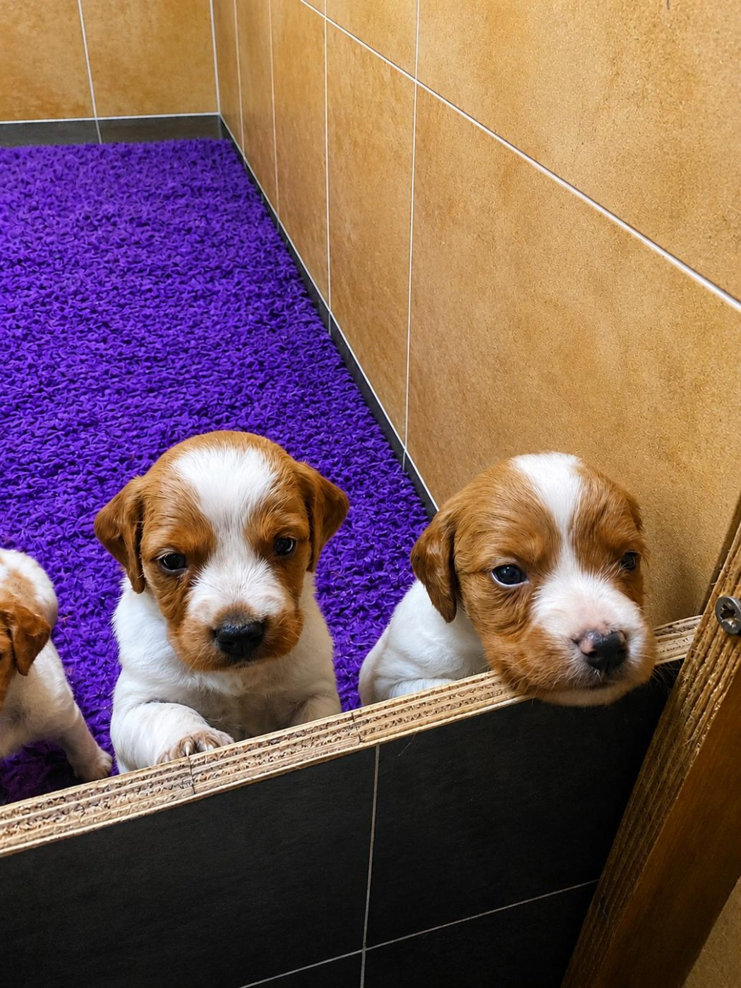 Du Sentier Des Biches - Chiots disponibles - Epagneul Breton