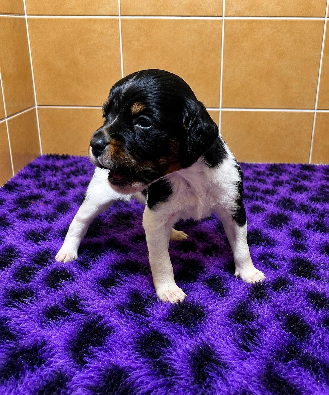 Du Sentier Des Biches - Chiots disponibles - Epagneul Breton