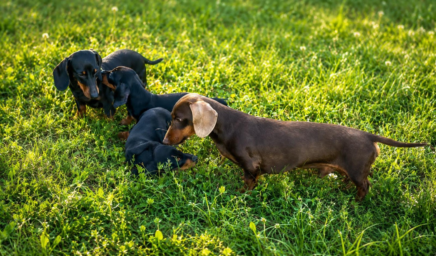 Du Sentier Des Biches - Chiots disponibles - Teckel poil ras