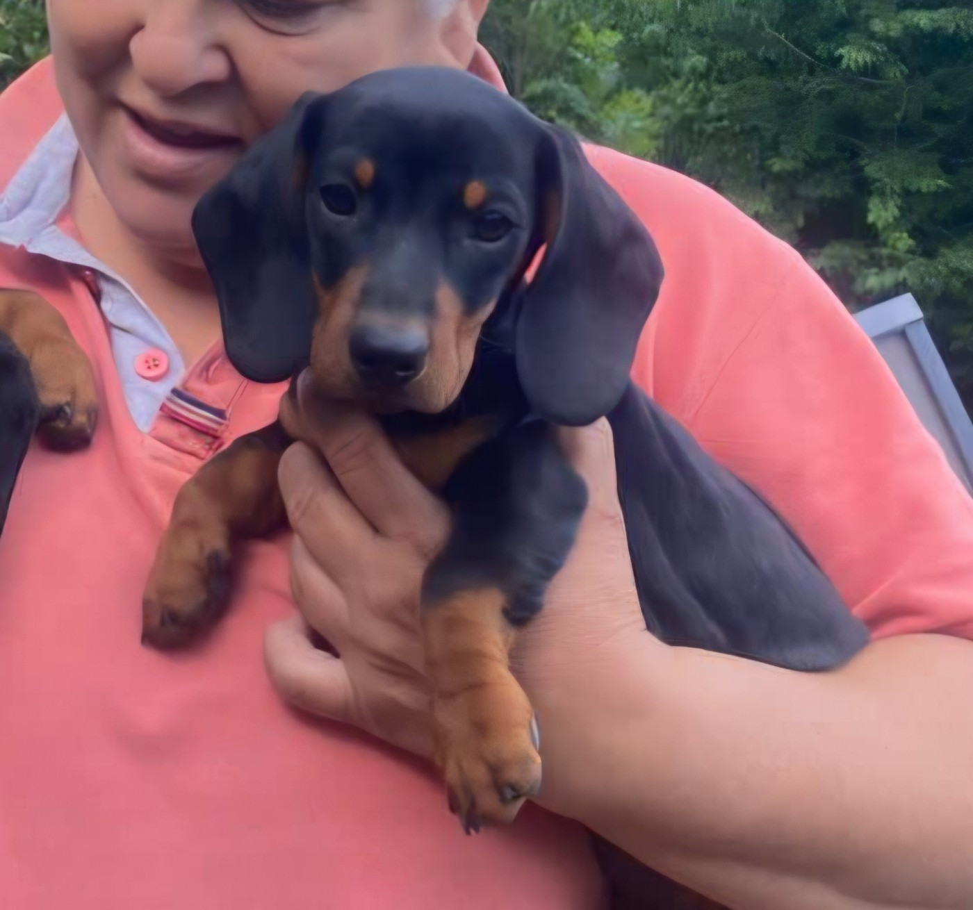 Du Sentier Des Biches - Chiots disponibles - Teckel poil ras