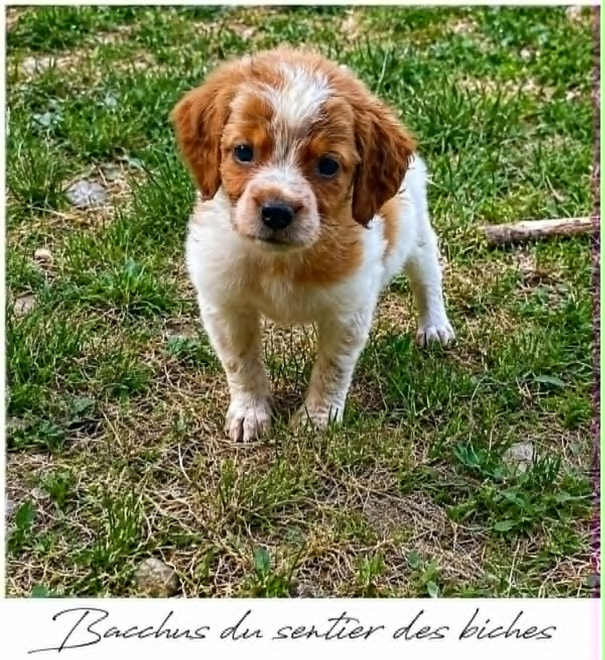 Du Sentier Des Biches - Chiots disponibles - Epagneul Breton