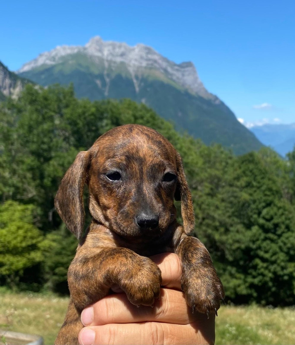 Du Sentier Des Biches - Chiots disponibles - Teckel poil ras