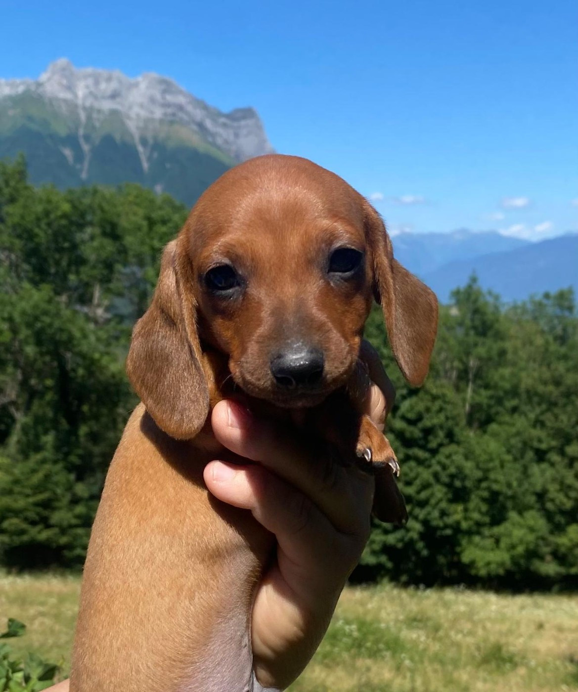 Du Sentier Des Biches - Chiots disponibles - Teckel poil ras