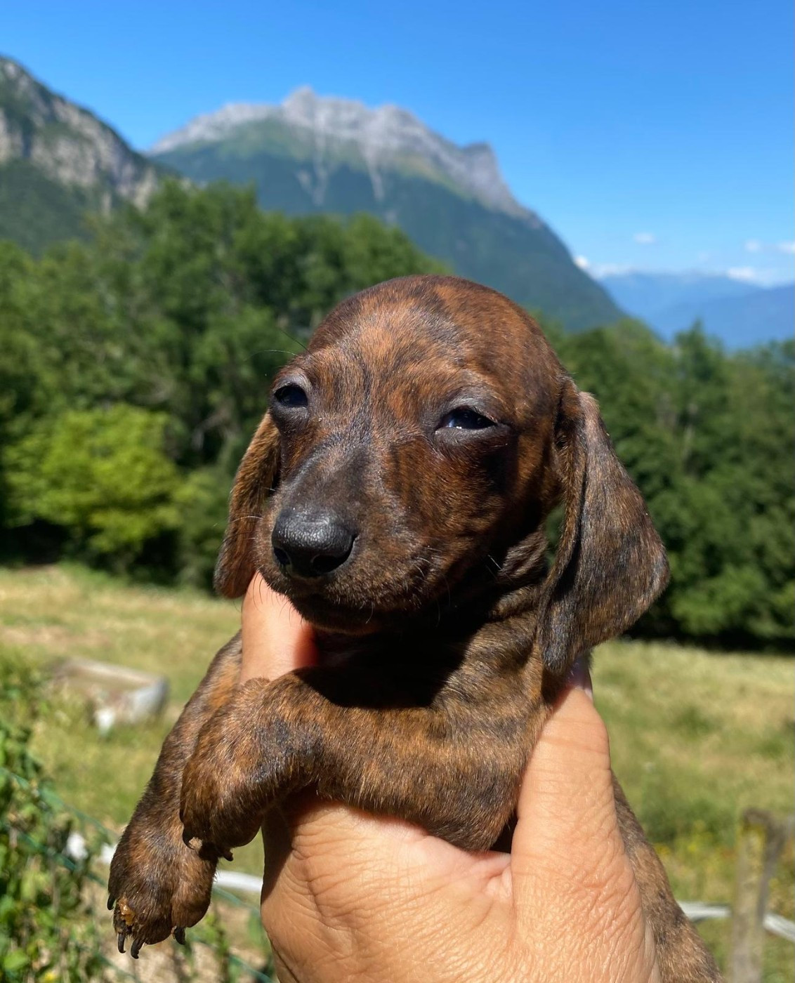 Du Sentier Des Biches - Chiots disponibles - Teckel poil ras
