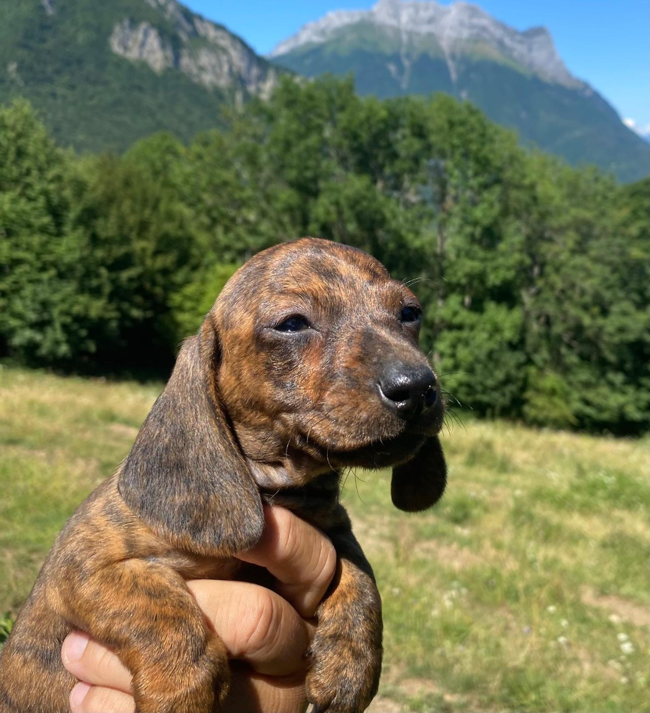 Du Sentier Des Biches - Chiots disponibles - Teckel poil ras