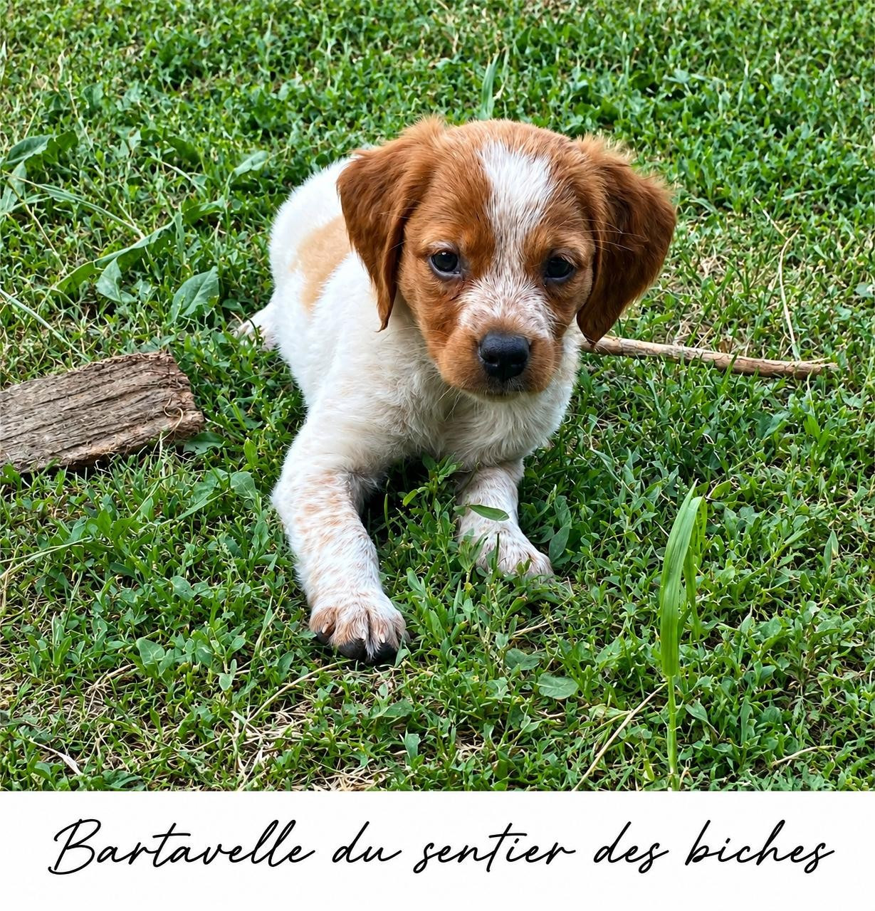 Du Sentier Des Biches - Chiots disponibles - Epagneul Breton