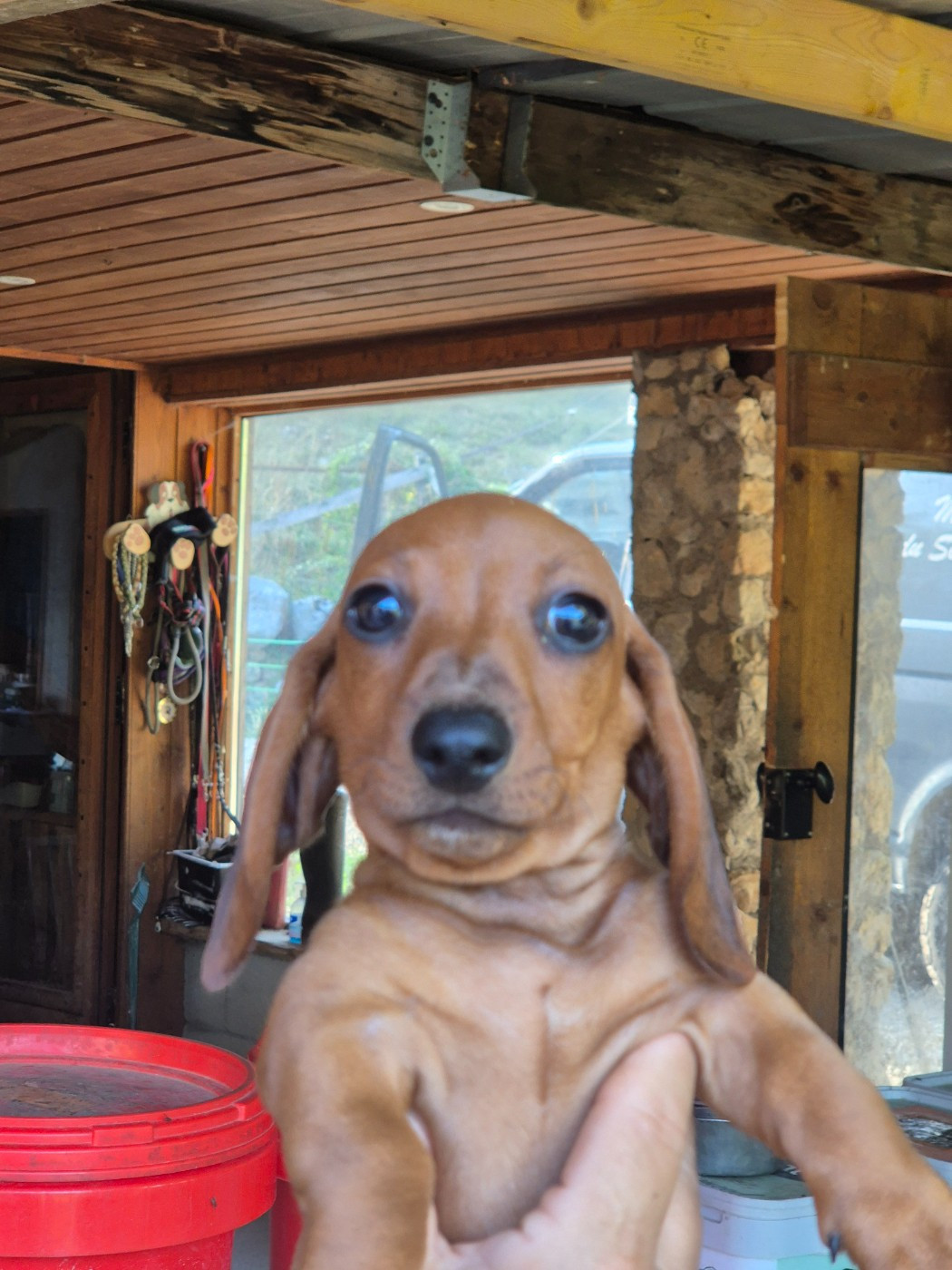 Du Sentier Des Biches - Chiots disponibles - Teckel poil ras