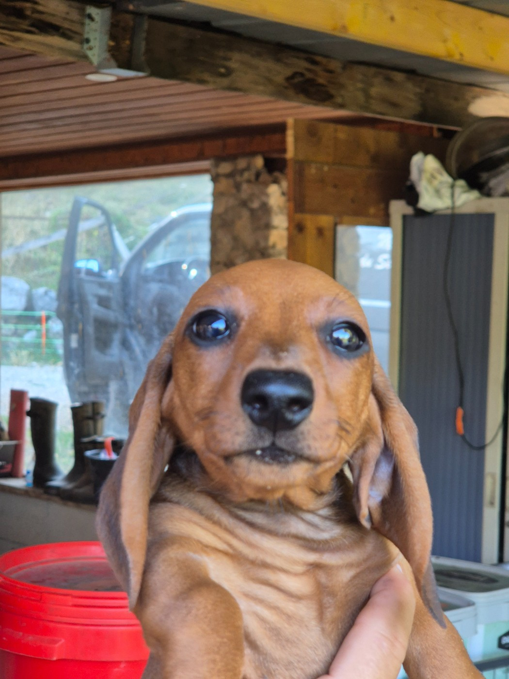 Du Sentier Des Biches - Chiots disponibles - Teckel poil ras