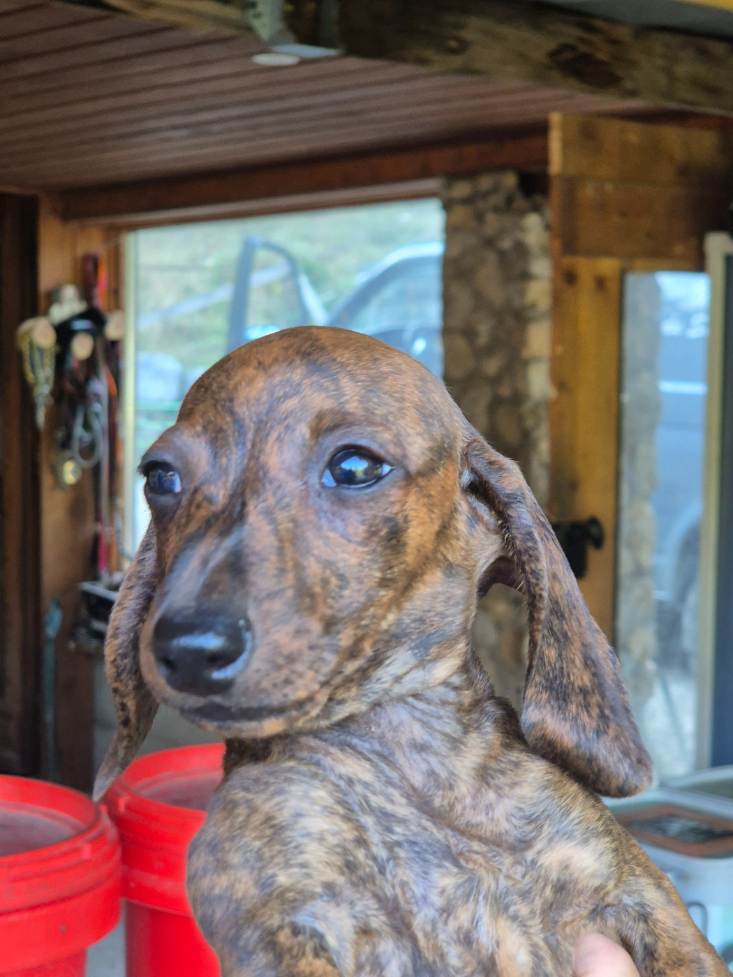 Du Sentier Des Biches - Chiots disponibles - Teckel poil ras