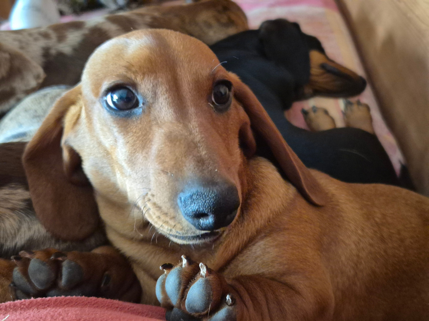 Du Sentier Des Biches - Chiots disponibles - Teckel poil ras