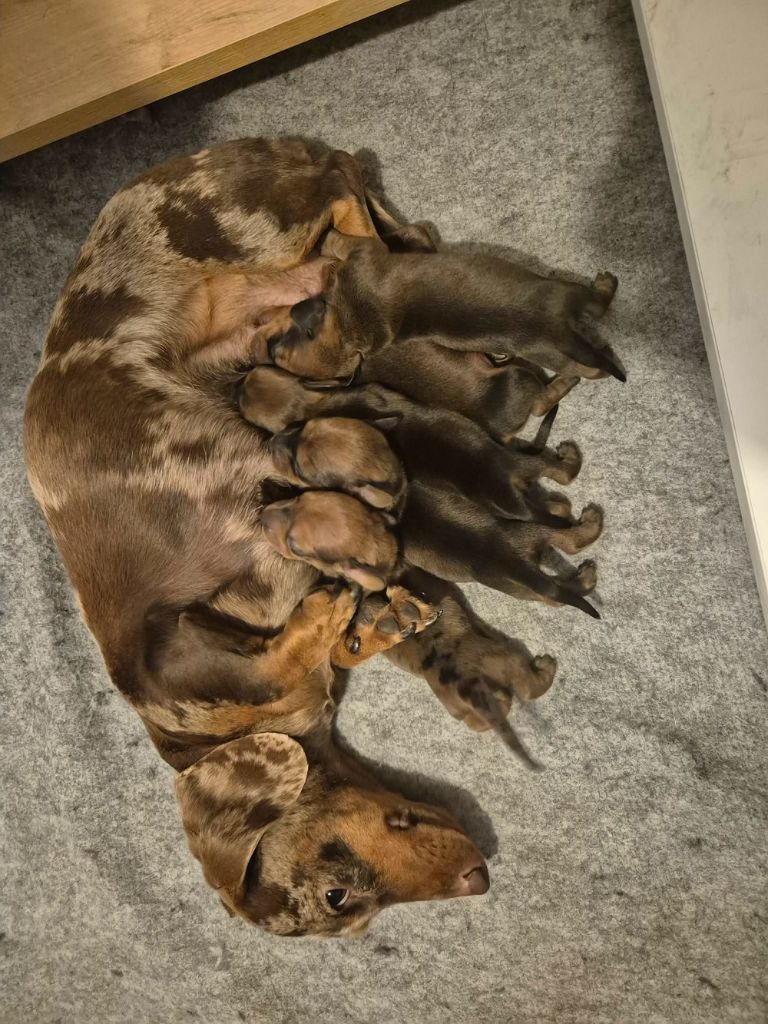 Chiot Teckel poil ras Du Sentier Des Biches