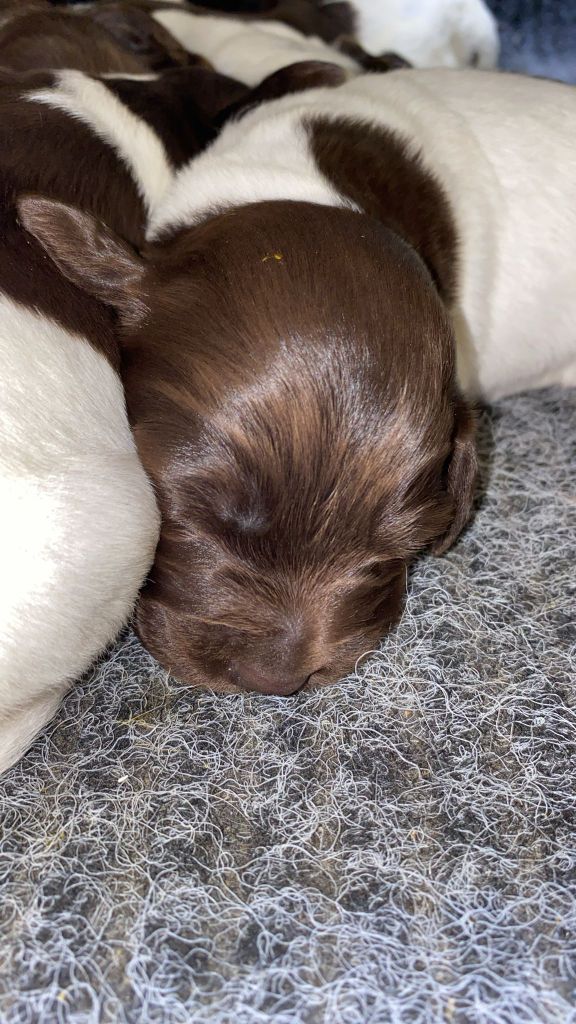 Du Sentier Des Biches - Chiots disponibles - Petit Epagneul de Münster