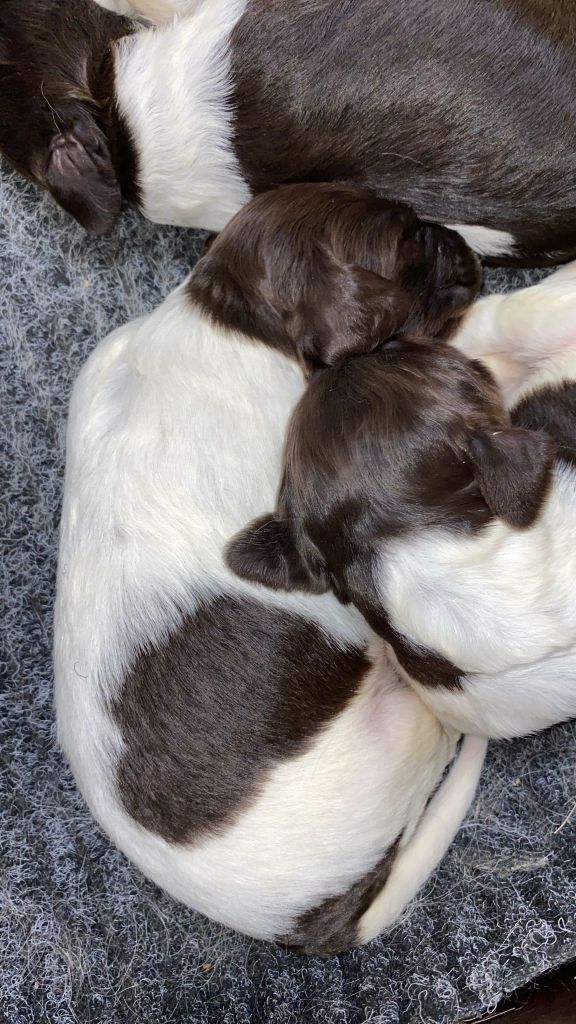 Du Sentier Des Biches - Chiots disponibles - Petit Epagneul de Münster