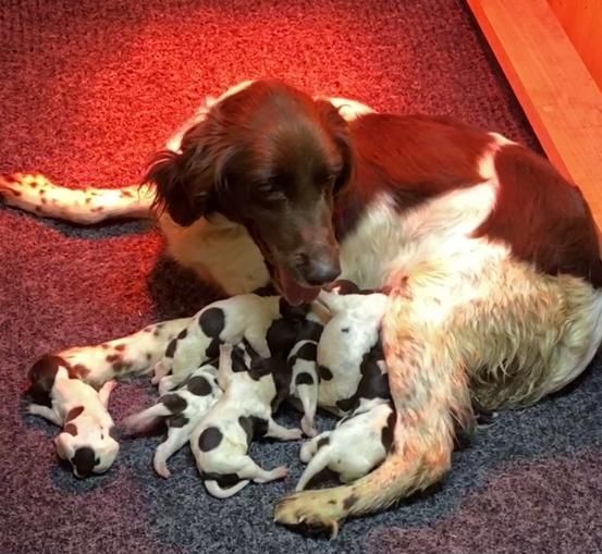 Chiot Petit Epagneul de Münster Du Sentier Des Biches