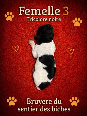 BRUYERE