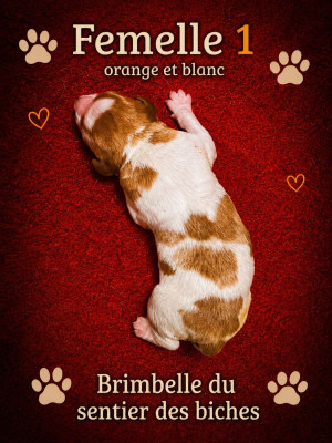 BRIMBELLE