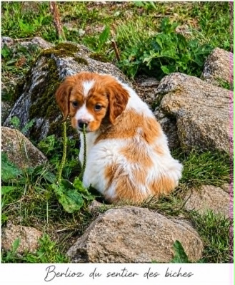 BERLIOZ