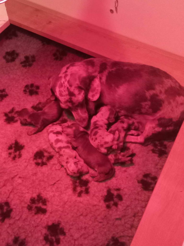 Du Sentier Des Biches - Chiots disponibles - Teckel poil ras