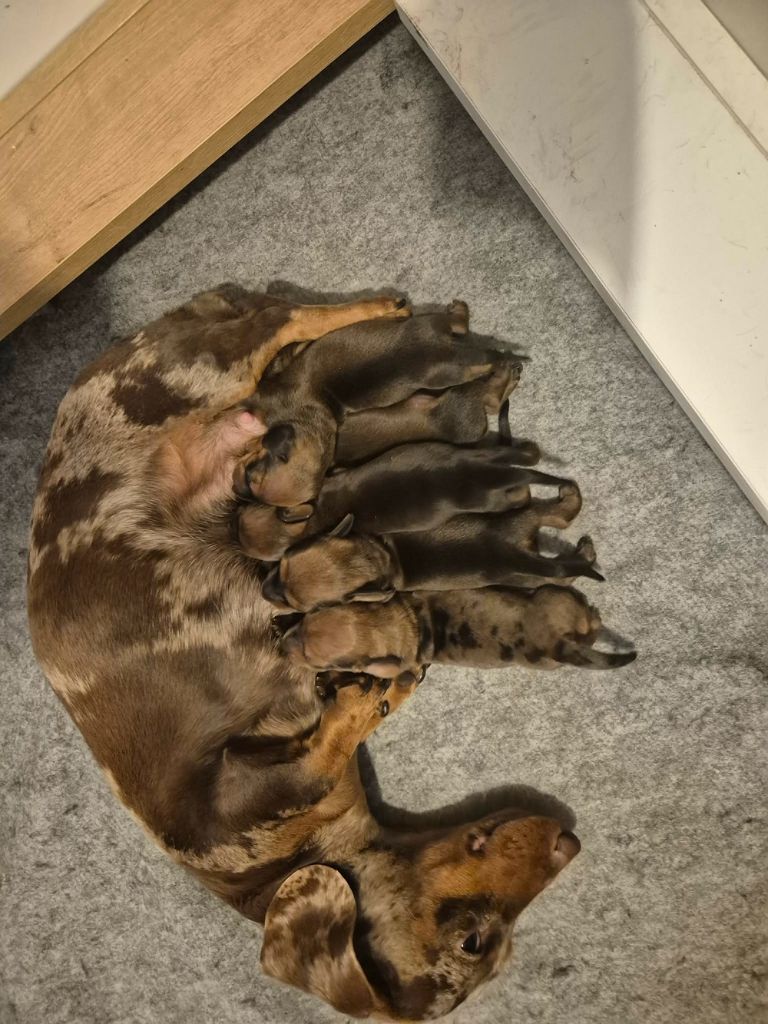 Du Sentier Des Biches - Chiots disponibles - Teckel poil ras